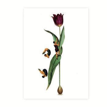 Tulp met acrobaten | Lylies