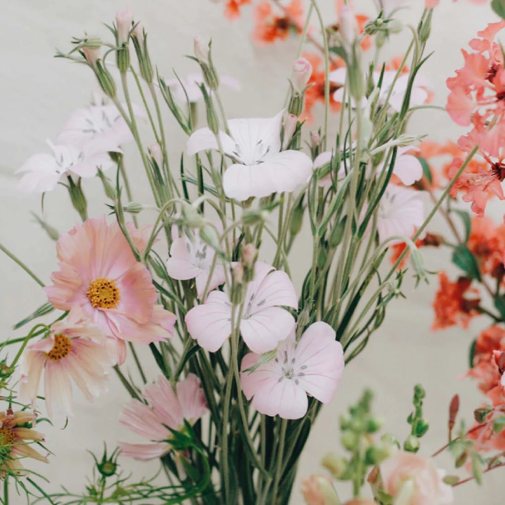 Agrostemma 'Light Rose' | May & June