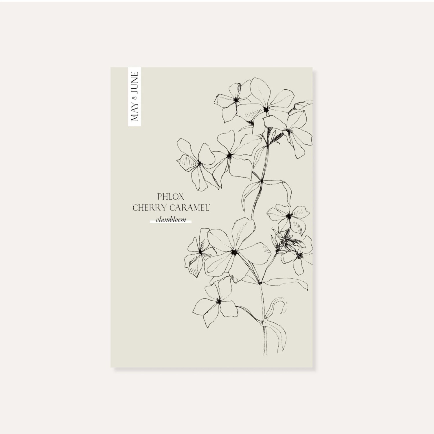 Phlox 'Cherry Caramel' | May & June