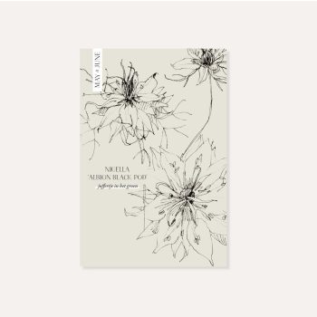 Nigella Damascena ‘Albion Black Pod’ | May & June
