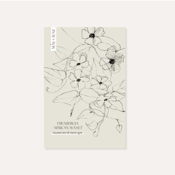 Thunbergia Alata ‘African Sunset’ | May & June