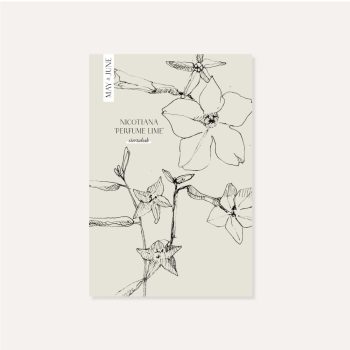 Nicotiana Sanderae ‘Perfume Lime’ | May & June