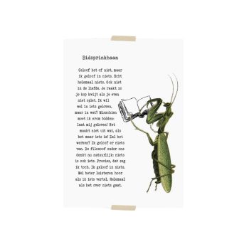 Bidsprinkhaan | Lylies